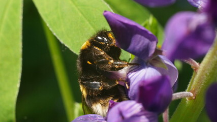 bumblebee on a blurred purple flower