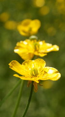 yellow flower in the foreground against the background of two other blurred flowers