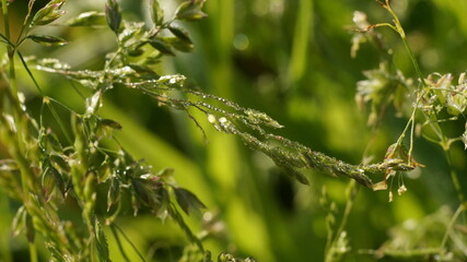 Fototapeta na wymiar meadow grass in drops of dew