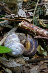 large snails in mating in nature