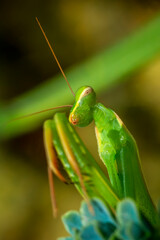 Close up of pair of Beautiful European mantis ( Mantis religiosa )