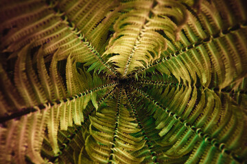 Colorful fern leaves. Top view. Nature background.