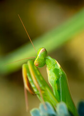 Close up of pair of Beautiful European mantis ( Mantis religiosa )