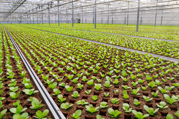 Industrial greenhouse with rows of cultivation.