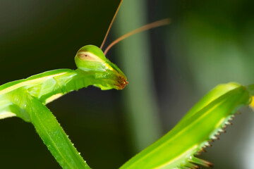Close up of pair of Beautiful European mantis ( Mantis religiosa )