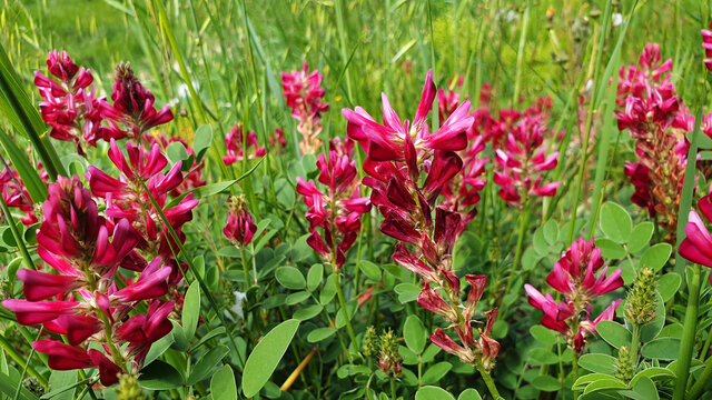 Red flower Hedysarum coronarium or Onobrychis viciifolia in the green grass. Panorama.