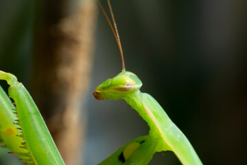 Close up of pair of Beautiful European mantis ( Mantis religiosa )