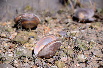 Empty shells on the river bank