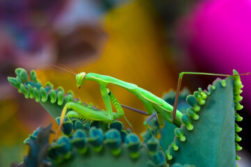 Close up of pair of Beautiful European mantis ( Mantis religiosa )