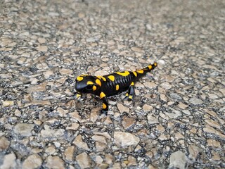 Salamander on the road. Lizzard on the public road.