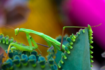 Naklejka premium Close up of pair of Beautiful European mantis ( Mantis religiosa )
