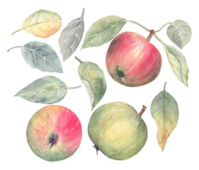 The set of apples and leaves on a white isolated background. Watercolor hand painted illustration. Great as an element of design for summer, harvest time and autumn sunny days. 