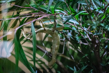 grass bug in the garden