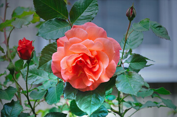 coral rose flower on a green lawn