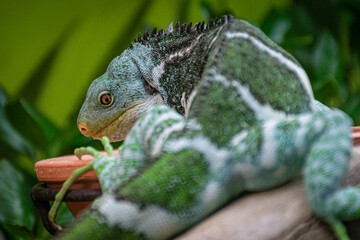 iguana on a branch