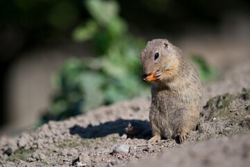 chipmunk on the ground
