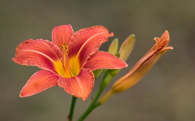 orange lily in the garden