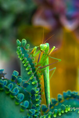 Close up of pair of Beautiful European mantis ( Mantis religiosa )