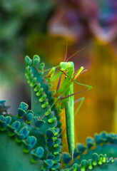 Close up of pair of Beautiful European mantis ( Mantis religiosa )