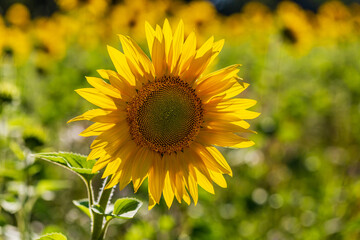 A Close Up of a Sunflower