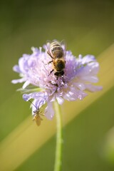 Fototapeta premium bee on a flower