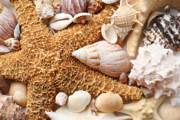 Different seashells and starfish as background, closeup