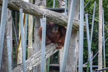 bear in the zoo