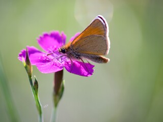 Brown summer butterfly Ochlodes sylvanus on a summer meadow sitting on a flower.
