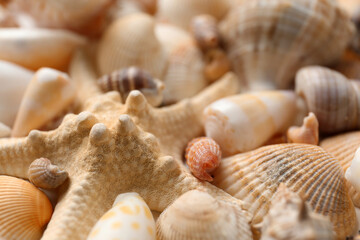 Starfish and beautiful seashells as background, closeup view