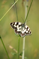 butterfly on a green leaf