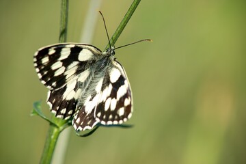 butterfly on green leaf