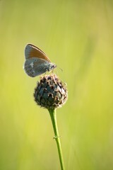 Brown summer butterfly on a summer meadow sitting on a flower.
