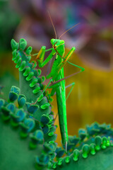 Close up of pair of Beautiful European mantis ( Mantis religiosa )