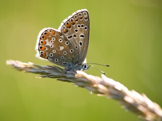 Fototapeta na wymiar he Common Blue (Plebejus idas) is a species of diurnal butterfly in the blue family