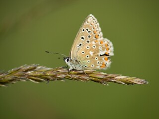 he Common Blue (Plebejus idas) is a species of diurnal butterfly in the blue family