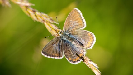 he Common Blue (Plebejus idas) is a species of diurnal butterfly in the blue family