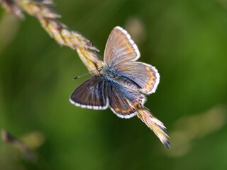 he Common Blue (Plebejus idas) is a species of diurnal butterfly in the blue family