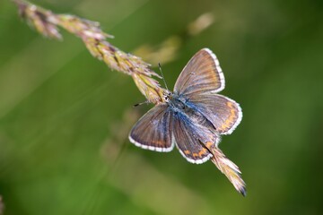 he Common Blue (Plebejus idas) is a species of diurnal butterfly in the blue family