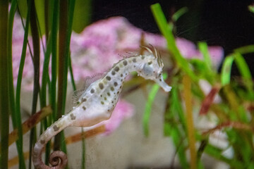 sea animal in tank