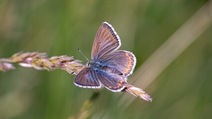 he Common Blue (Plebejus idas) is a species of diurnal butterfly in the blue family
