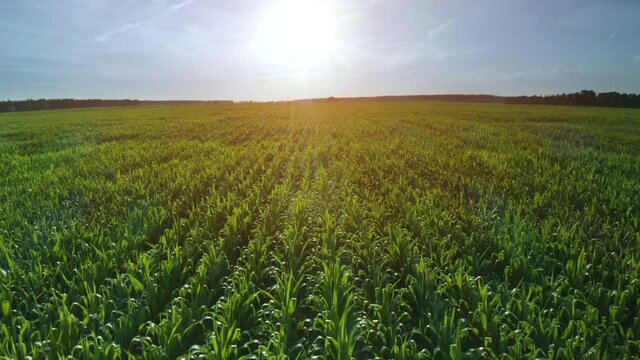 Aerial drone 4K footage of a large corn field in summer.