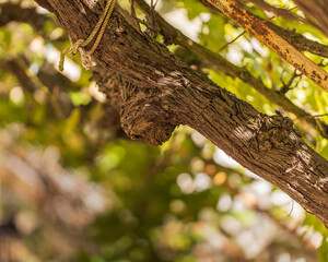 close up of grapevine trunk