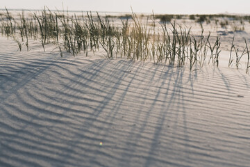 Grasses in the sand dunes cast long shadows on the corrugated sand.