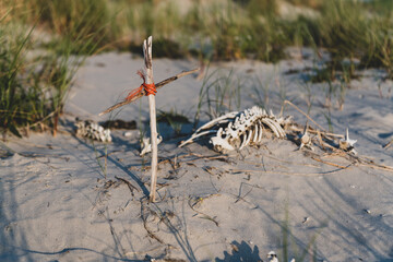 An animal carcass in the sand with a small cross of sticks.
