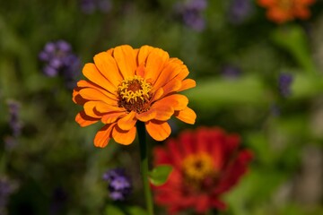 orange flower