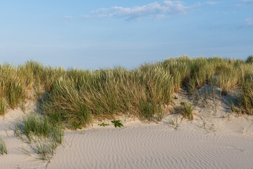 Fototapeta na wymiar The green grass covered sand dunes of the Frisian island Juist in sunny summer light.