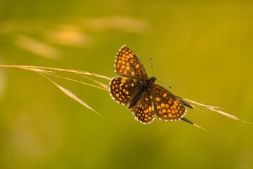 Brown summer butterfly on a summer meadow sitting on a flower.