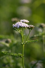 Fototapeta premium Ladder, Yarrow (Achillea millefolium) In folk medicine, it is used to improve appetite, stimulate the secretion of gastric juices and increase bile production, thereby improving digestion.