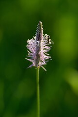 Plantago lanceolata is a medicinal herb, has cough and has anti-inflammatory and antibiotic effects.