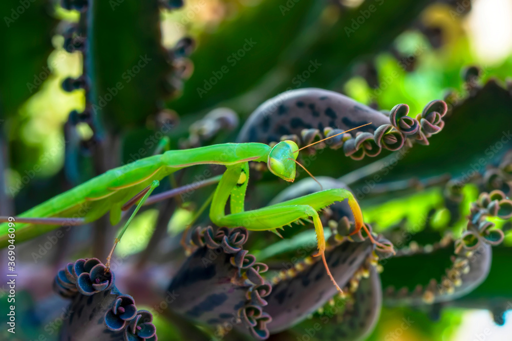 Wall mural Close up of pair of Beautiful European mantis ( Mantis religiosa )